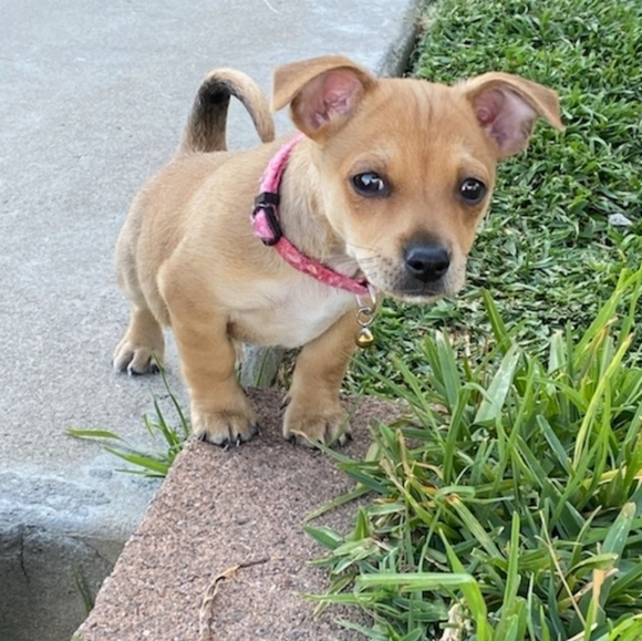 ♡ Rest in peace Buddy ♡ - Picture 6 of 15